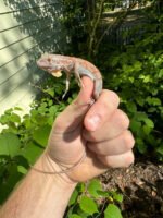 Purple Iguana Babies (Iguana iguana) - Image 3