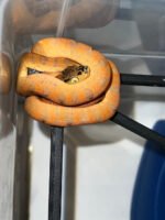 Amazon Tree Boa Baby 2023 CB #3 (Corallus hortulanus) - Image 3