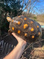 Barbados Red Foot Tortoise Adult Pair #2 (Chelonoidis carbonaria) - Image 2