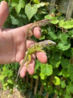Giant Panther Anoles (Anolis bimaculatus) - Image 4