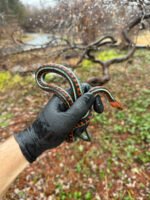 California Red-sided Garter Snake Adult Female #1 (Thamnophis sirtalis infernalis) - Image 3