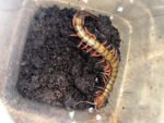 Barbados Giant Centipede (Scelopendra angulata)