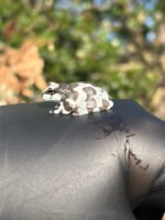 Amazon Milk Frog (Trachycephalus resinifictrix) - Image 3
