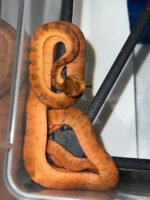 Amazon Tree Boa Baby 2023 CB #4 (Corallus hortulanus)
