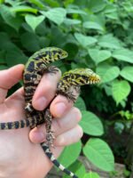 Argentine Black and White Tegu Babies (Salvator merianae) - Image 2