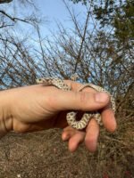 Arctic Western Hognose Snake Female #1 (Heterodon nasicus)