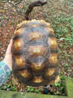 African Spurred Tortoise (13-14 inch) Female #1 (Centrochelys sulcata)