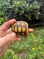 Cherrybomb Red Foot Tortoise Baby 2025 #3 (Chelonoidis carbonaria)