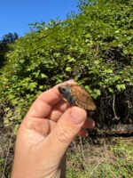 Keeled Box Turtle Baby 2025 #3 (Cuora mouhotii obsti)