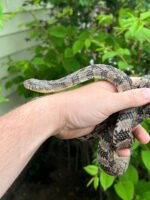 Diamondback Water Snake (Nerodia rhombifer) - Image 2
