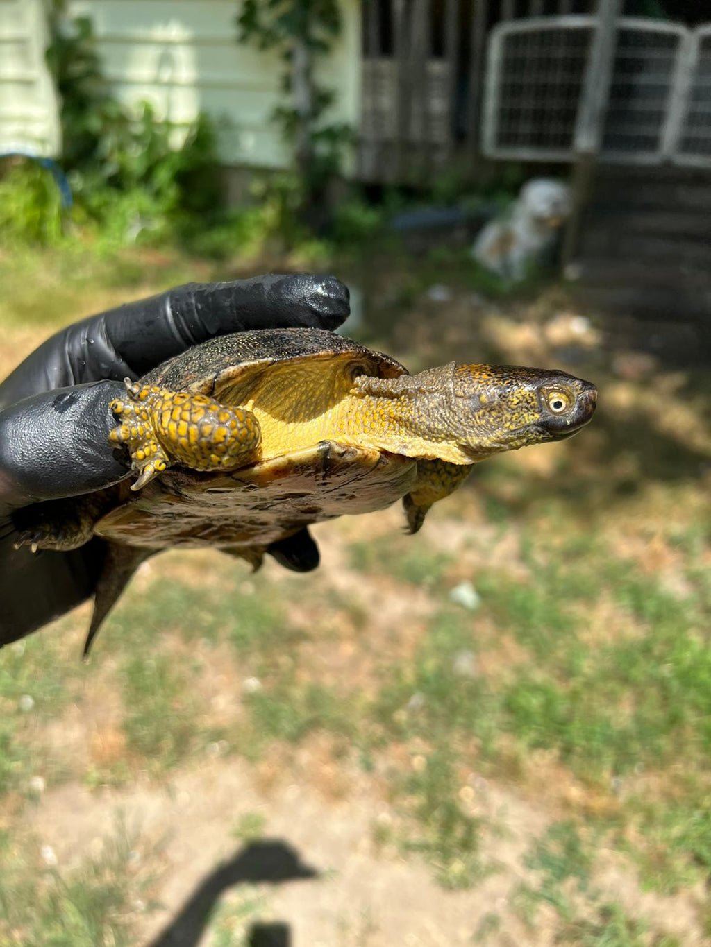 A8340550-C9C7-432A-804D-E4647C7545C0_1024x Xarre Dwarf European Pond Turtle Babies (Emys orbicularis hellenica) - Image 1