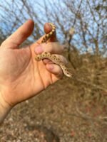 Anaconda Western Hognose Snake Female #1 (Heterodon nasicus) - Image 2