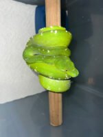 Aru Green Tree Python Male #1(Morelia viridis) - Image 2