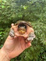 Vampire Musk Turtle Adult Female #2501 (Claudius angustatus)