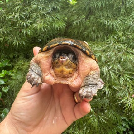 Vampire Musk Turtle Adult Female #2501 (Claudius angustatus)