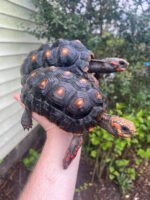 Barbados Red Foot Tortoise Pair #4 (Chelonoidis carbonaria) - Image 2