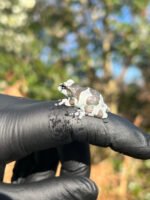 Amazon Milk Frog (Trachycephalus resinifictrix) - Image 2