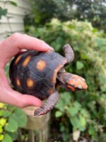 Colombian Clownface Redfoot Tortoise 2021 #1 (Chelonoidis carbonaria)