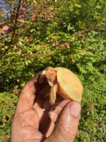 Albino African Spurred Tortoise Baby 2025 #1 (Centrochelys sulcata) - Image 4