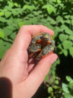 Northern Red Bellied Turtle Baby (Pseudemys rubriventris) - Image 2