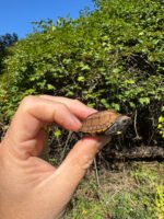 Keeled Box Turtle Baby 2025 #3 (Cuora mouhotii obsti) - Image 4