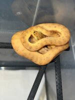Amazon Tree Boa Baby 2023 CB #5 (Corallus hortulanus) - Image 2