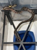 Amazon Tree Boa Baby 2023 CB #1 (Corallus hortulanus) - Image 2