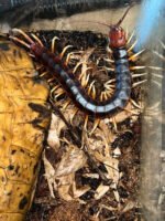 Amazonian Giant Centipede (Scelopendra gigantea) - Image 3