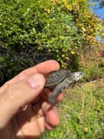 Hi White Concentric Diamondback Terrapin 2025 #5 (Malaclemys terrapin) Temp Sexed Female - Image 3