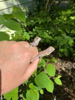 Purple Iguana Babies (Iguana iguana) - Image 2