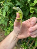 Giant Panther Anoles (Anolis bimaculatus) - Image 3