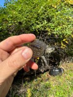 Hi White Concentric Diamondback Terrapin 2025 #9 (Malaclemys terrapin) Temp Sexed Female - Image 2