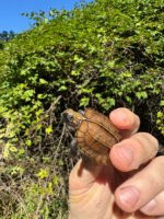 Keeled Box Turtle Baby 2025 #1 (Cuora mouhotii obsti)