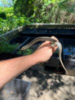 Florida Blue Garter Snake Adult Female #4 (Thamnophis sirtalis similis) - Image 2