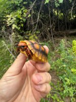 Cherrybomb Red Foot Tortoise Baby 2025 #1 (Chelonoidis carbonaria) - Image 3