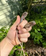 Purple Translucent Iguana Babies (Iguana iguana) - Image 4