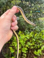 Eastern Glass Lizards (Ophisaurus ventralis) - Image 3