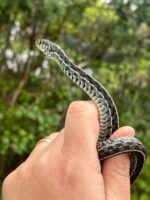 Florida Blue Garter Snake Adult Female #1 (Thamnophis sirtalis similis) - Image 4