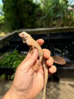 Crimson Red Albino Green Iguana 2024 #2 (Iguana iguana) - Image 4