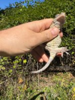 Gargoyle Gecko Adult Female #3 (Rhacodactylus auriculatus) - Image 2