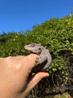 Gargoyle Gecko Adult Female #4 (Rhacodactylus auriculatus) - Image 3
