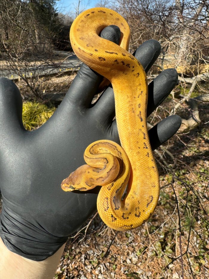 Pastel Pinstripe Low White Pied Ball Python Female #1 (Python regius ...