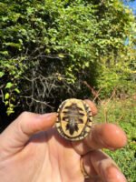 Hi Color Orange Baby Eastern Box Turtle #14 (Terrapene carolina) - Image 5