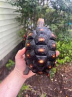 Barbados Red Foot Tortoise Pair #4 (Chelonoidis carbonaria)