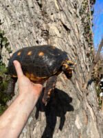 Barbados Red Foot Tortoise Adult Pair #3 (Chelonoidis carbonaria) - Image 2