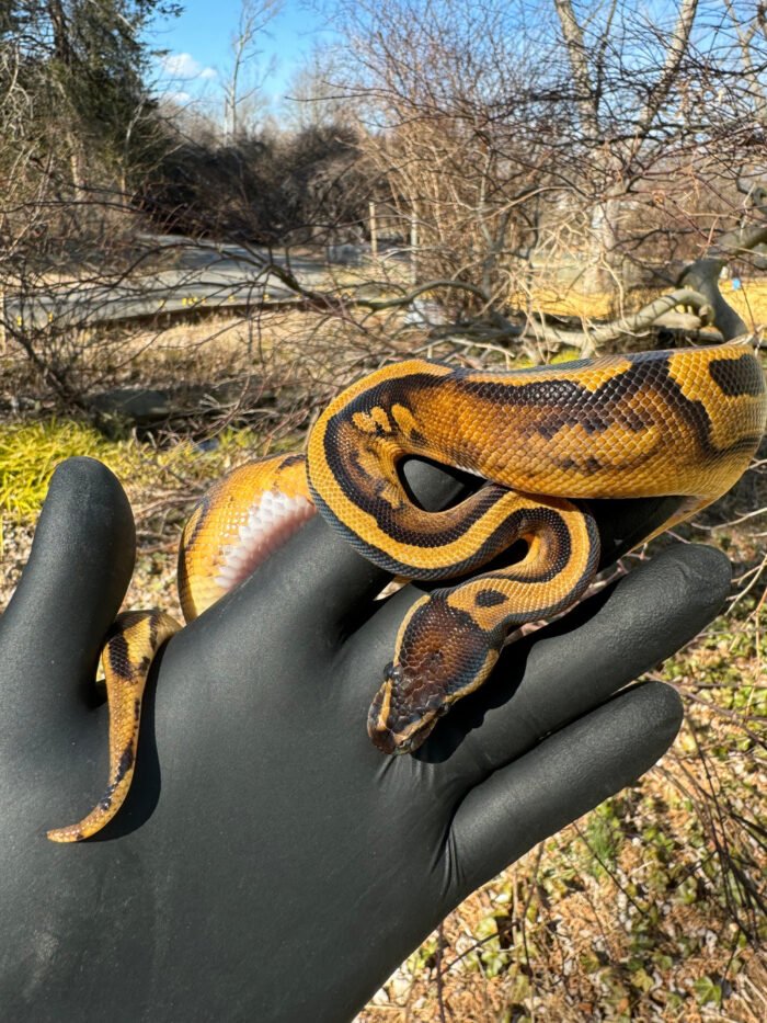 Fire Low White Pied Ball Python Female #1 (Python regius) - Reptile Empire