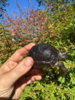 Aldabra Tortoise USA CB 2025 #2 (Aldabrachelys gigantea) - Image 3