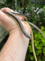 Eastern Glass Lizards (Ophisaurus ventralis)