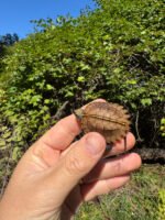 Keeled Box Turtle Baby 2025 #3 (Cuora mouhotii obsti) - Image 3