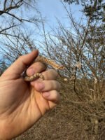 Anaconda Western Hognose Snake Female #2 (Heterodon nasicus) - Image 3